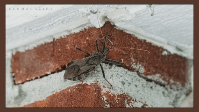 Deter Pests