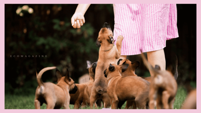 Dog Breeders in Illinois