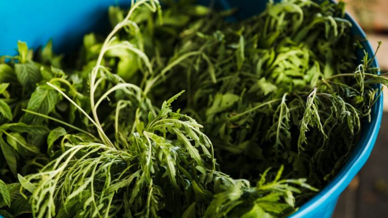 How Does Mitra9 Ensure Its Reliability As A Kratom Wholesale Supplier? Kratom Wholesale Supplier